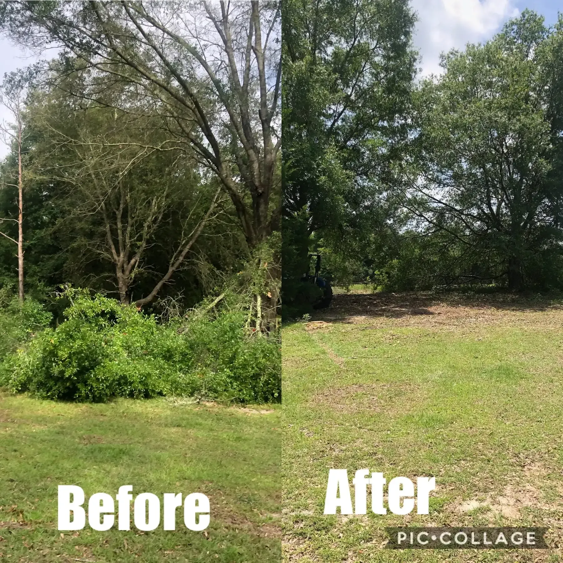 A before and after picture of a yard with trees and bushes.