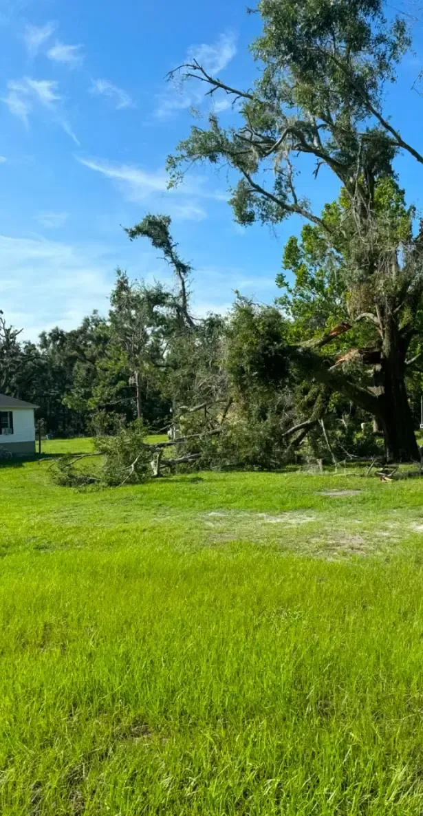 There is a tree in the middle of a grassy field.