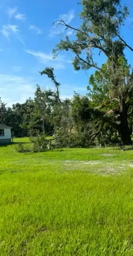 There is a tree in the middle of a grassy field.