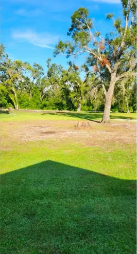 A shadow of a tree is cast on a lush green field.