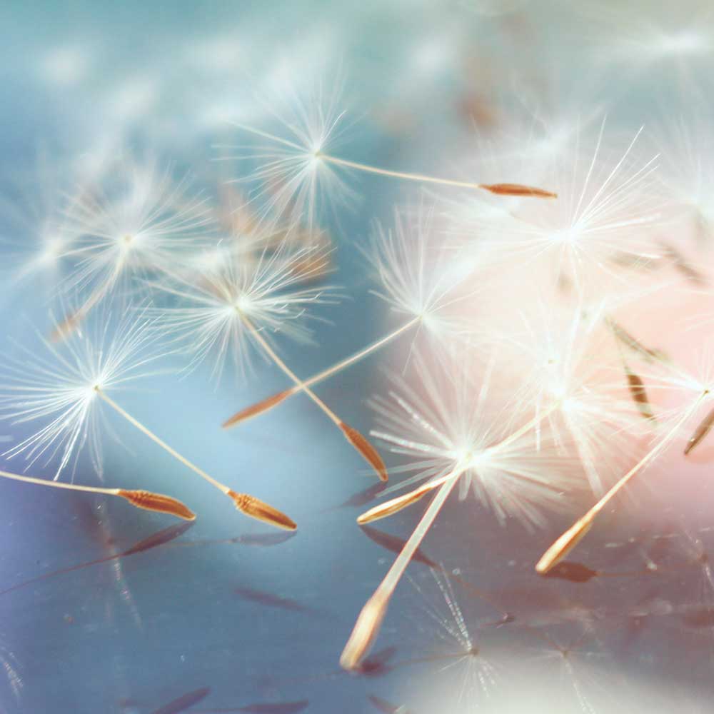 A bunch of dandelions are floating in the air