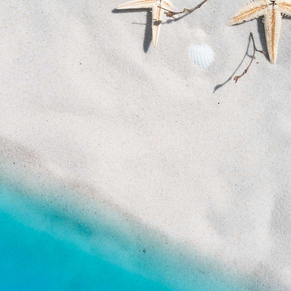 Two starfish are laying on the sand near the water
