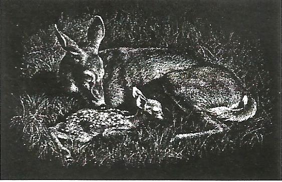 a black and white drawing of a coyote and a bird