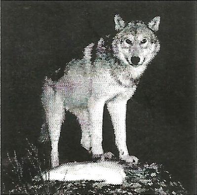 a black and white photo of a wolf standing on a rock