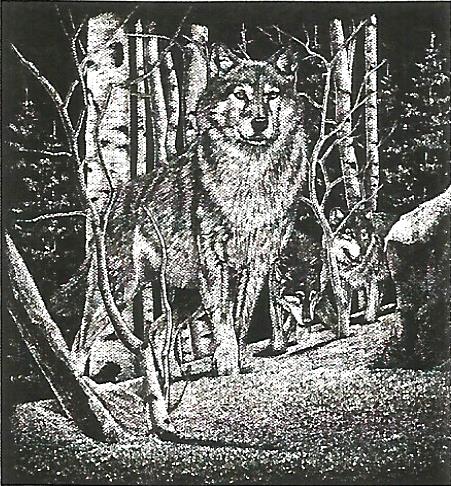 a black and white drawing of a wolf in the woods