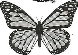 a black and white drawing of a butterfly on a white background .