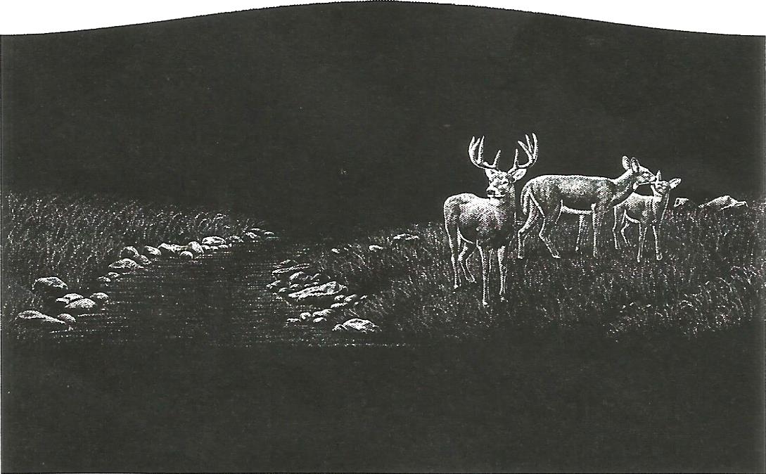 a black and white photo of two deer in a field