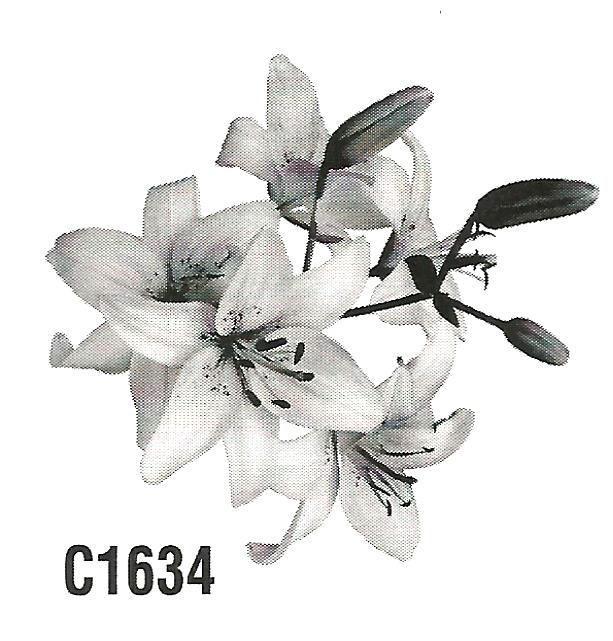 a black and white photo of a flower with the number c1634