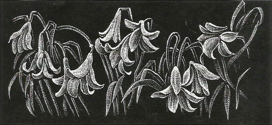 a black and white drawing of flowers on a black background