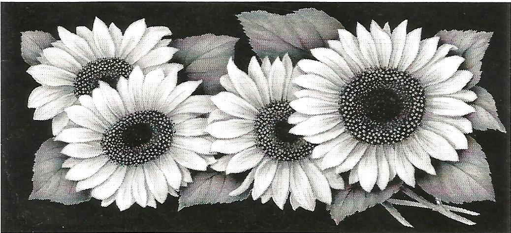 a black and white photo of three sunflowers on a black background