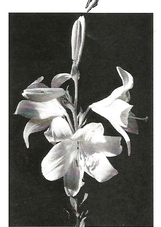 a black and white photo of a white flower