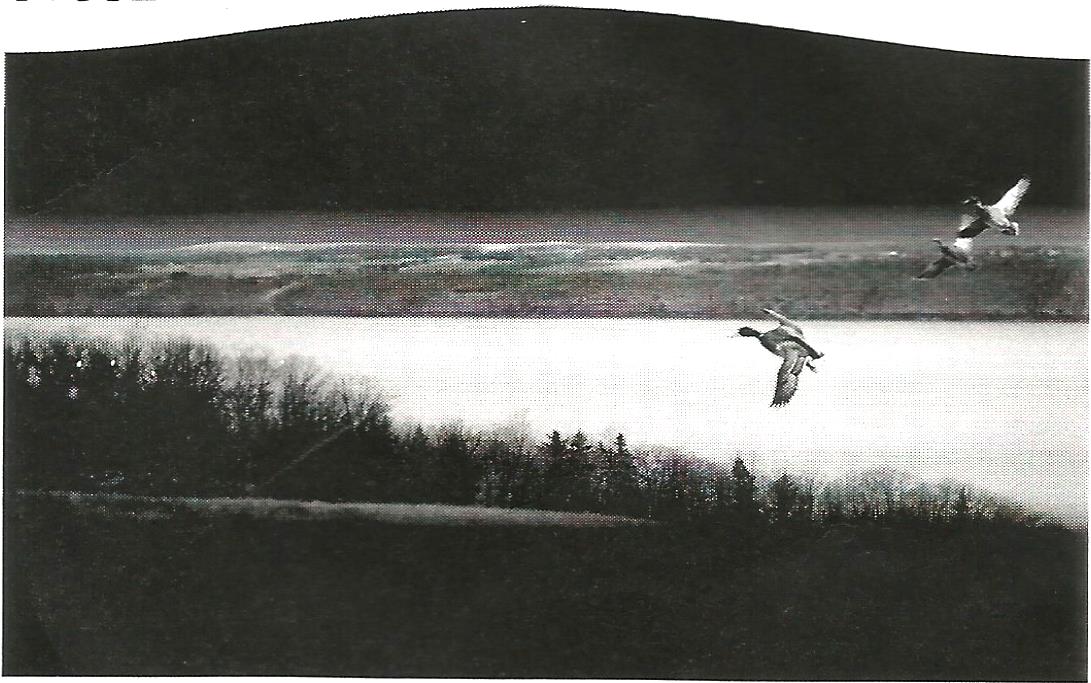 two ducks are flying over a lake in a black and white photo