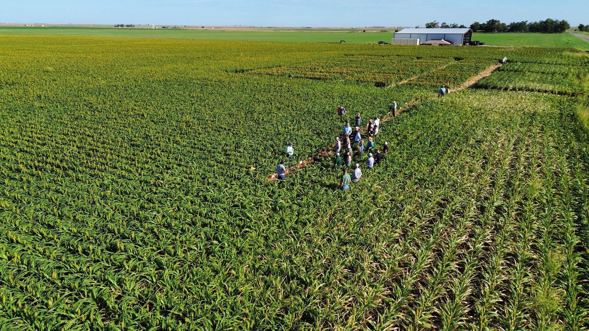A group of people are walking through a sorghum field