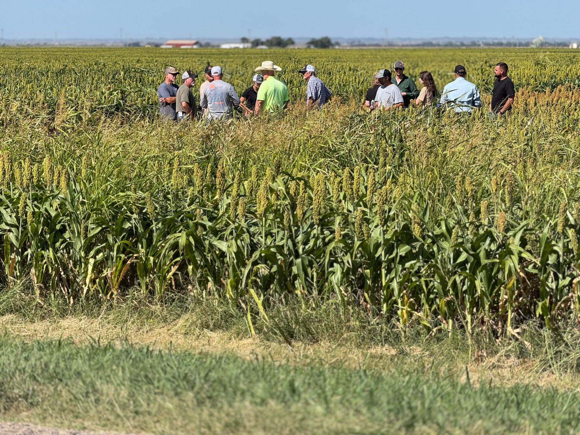 A group of people standing in a sorghum field