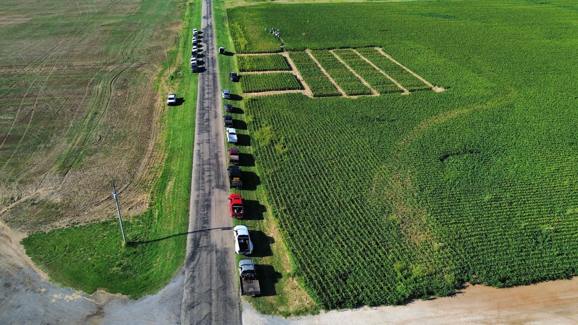 An aerial view of a sorghum field with a few cars parked on the side of the road