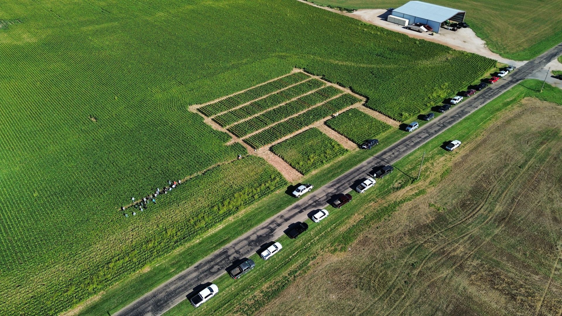 An aerial view of a sorghum field.