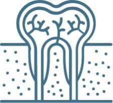 Tooth diagram: cross-section of a tooth with blood vessels and root inside gum.