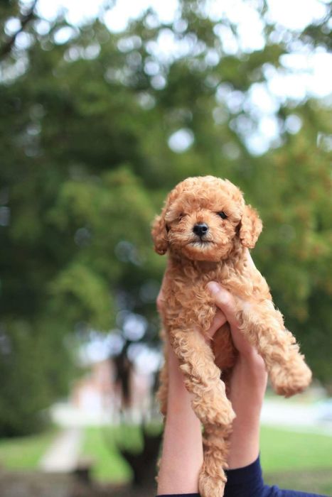 A person is holding a small brown poodle puppy in their hands.
