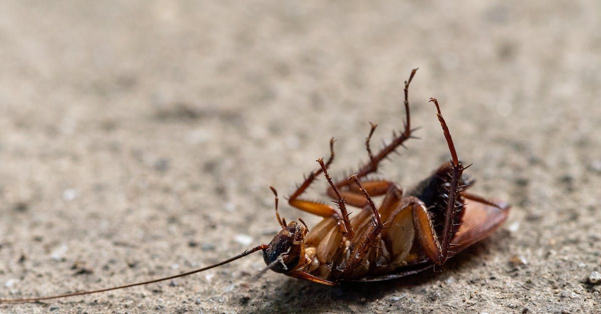 A cockroach is laying on its back on the ground.