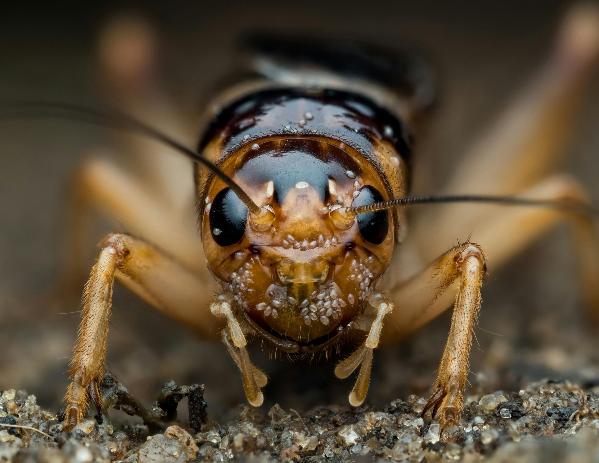 A close up of a cricket looking at the camera