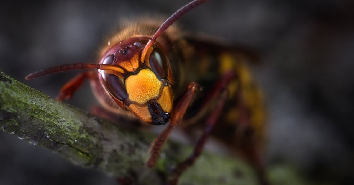 A close up of a wasp sitting on a leaf.