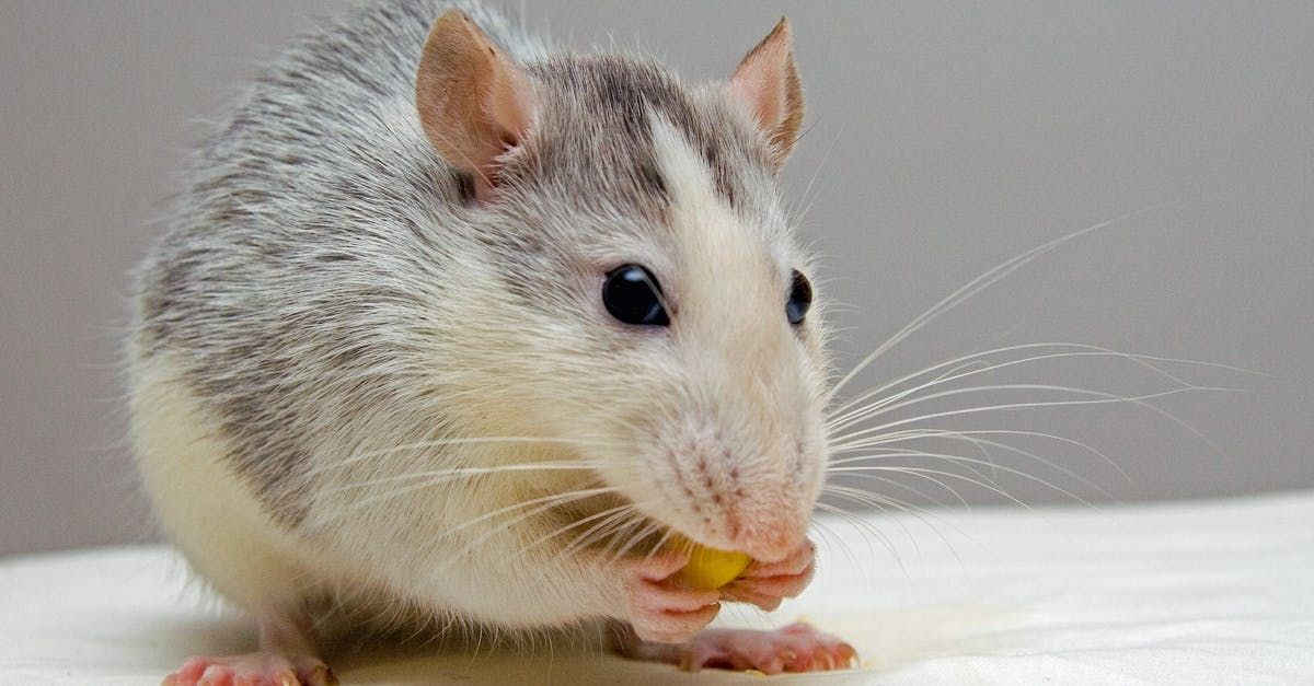 A close up of a rat eating a piece of food on a table.