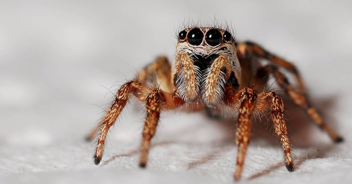 A close up of a spider on a white surface