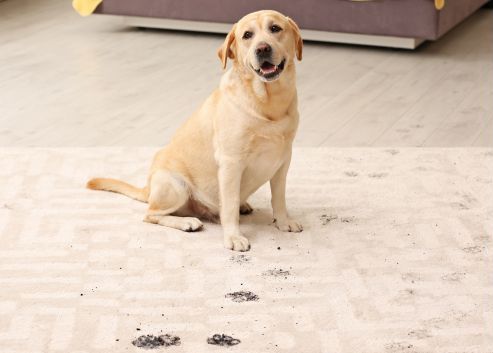 A dog is sitting on a dirty carpet in a living room.