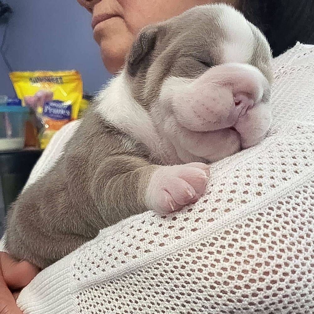 a woman is holding a small puppy in her arms .