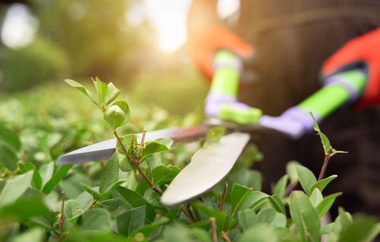 Persona podando un seto verde con tijeras de podar. Guantes naranjas y luz solar.