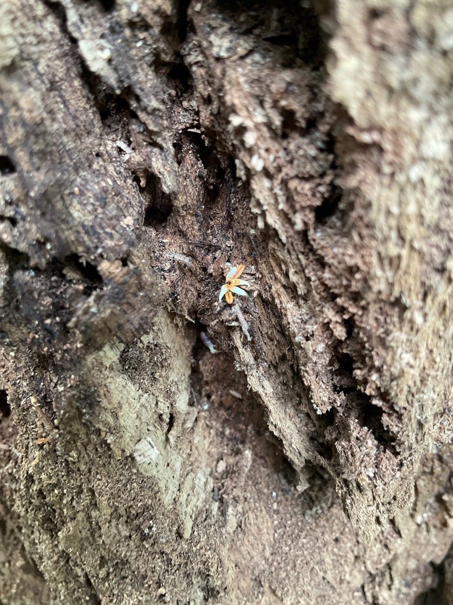 Termites destroying tree