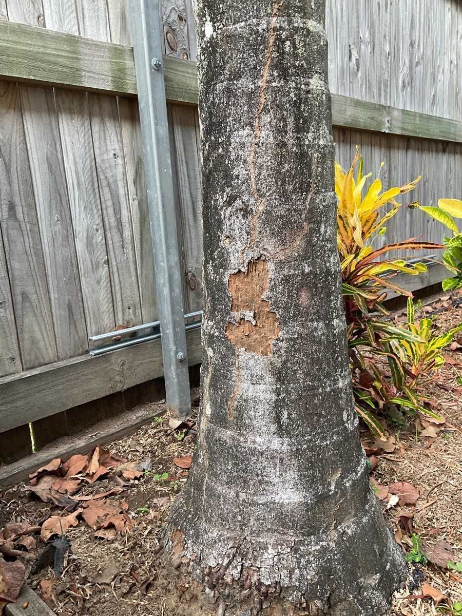 Termite+Damage+to+tree