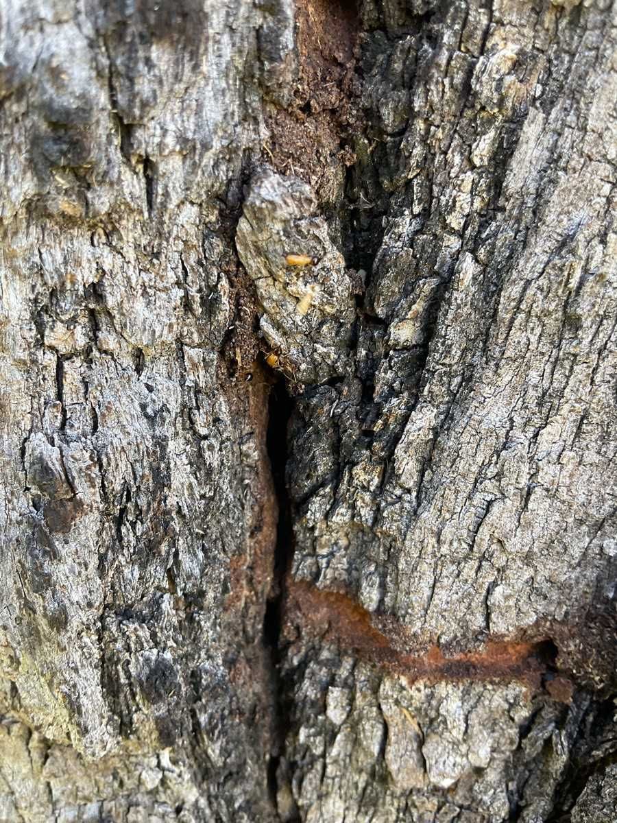Termites in tree