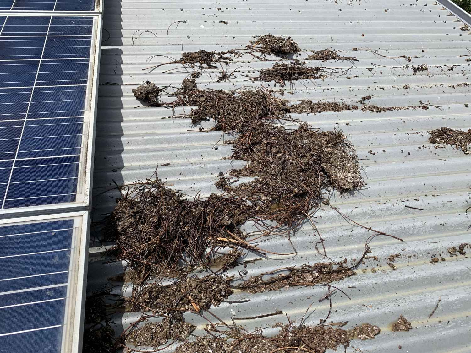 A roof with a lot of branches and leaves on it.