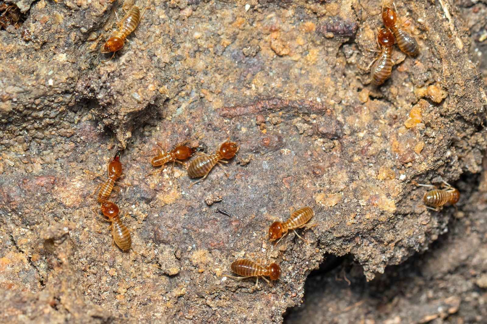 Infestation of termites