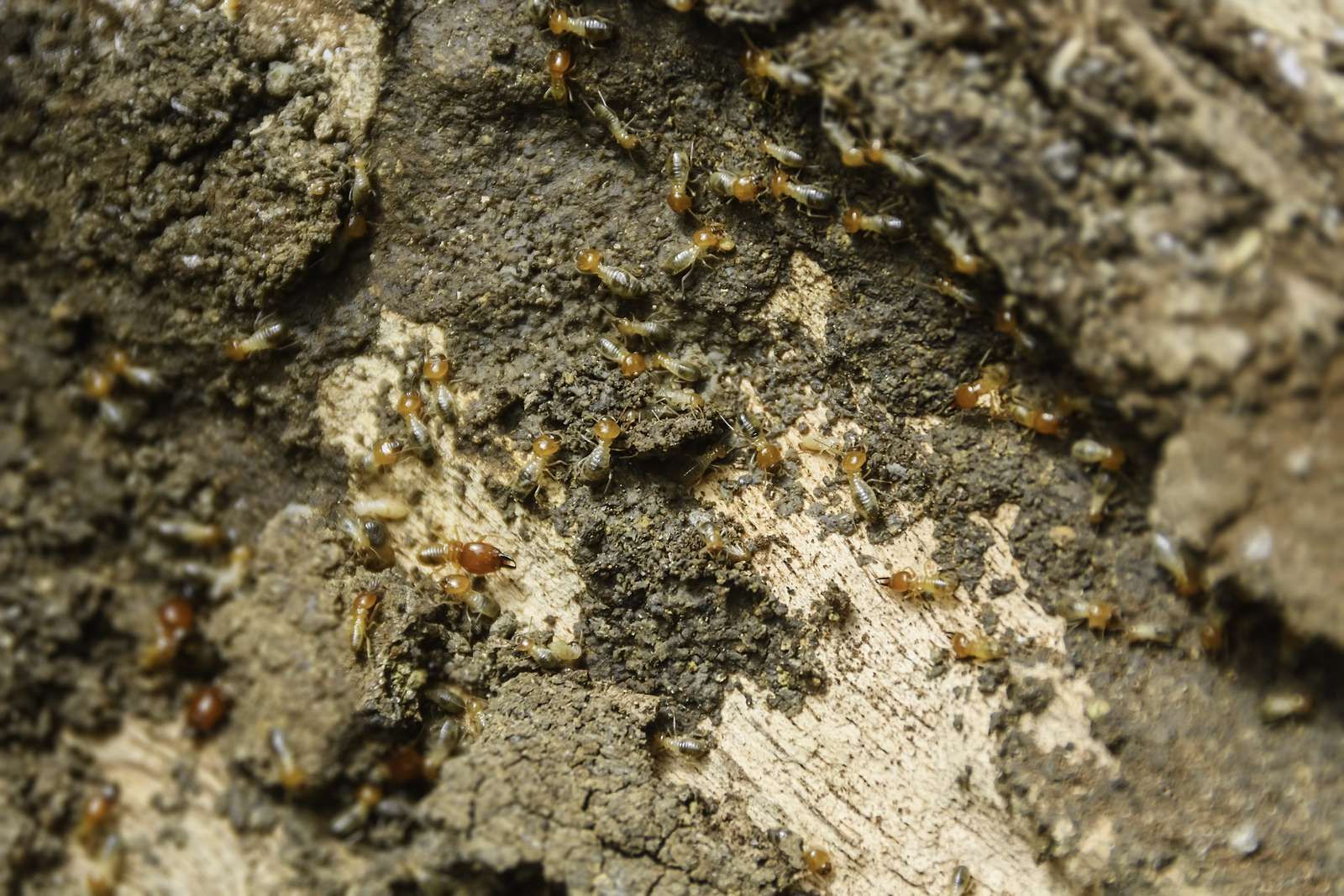 Termite in wood