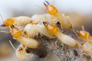 Get a regular termite inspection