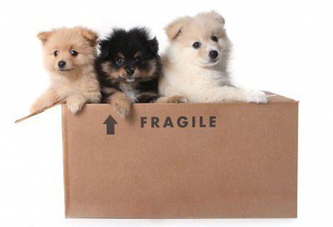 International Relocation with Your Dog, San Jose, CA