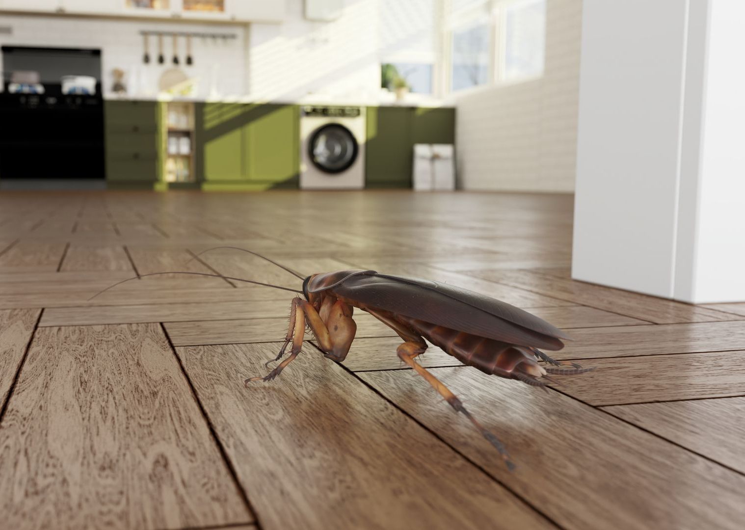 Periplaneta americana 