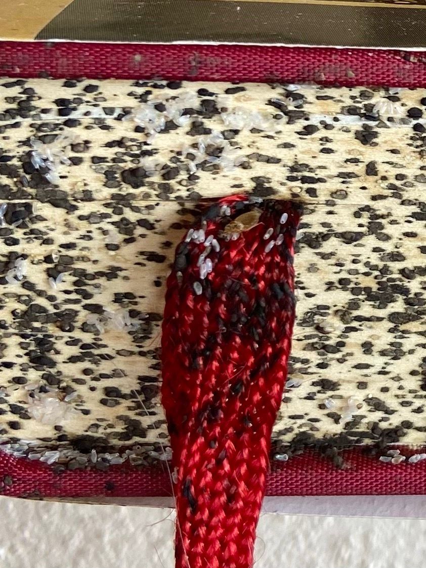 infestazione cimici dei letti