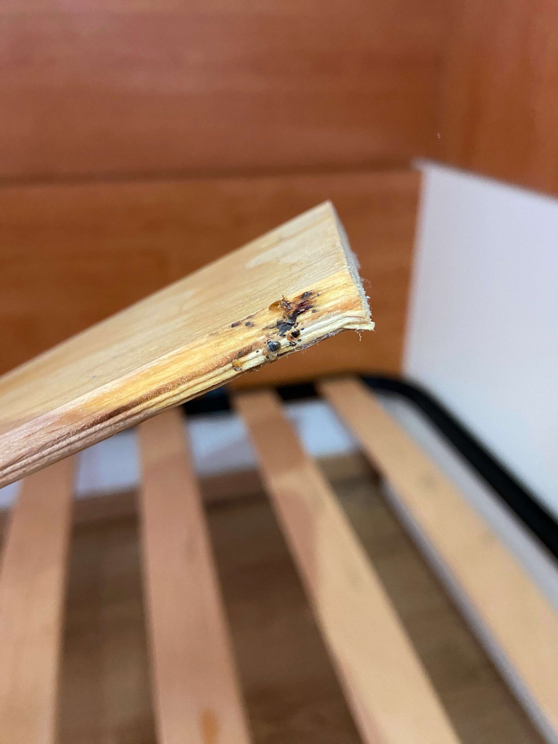 infestazione cimici dei letti sulle doghe in legno