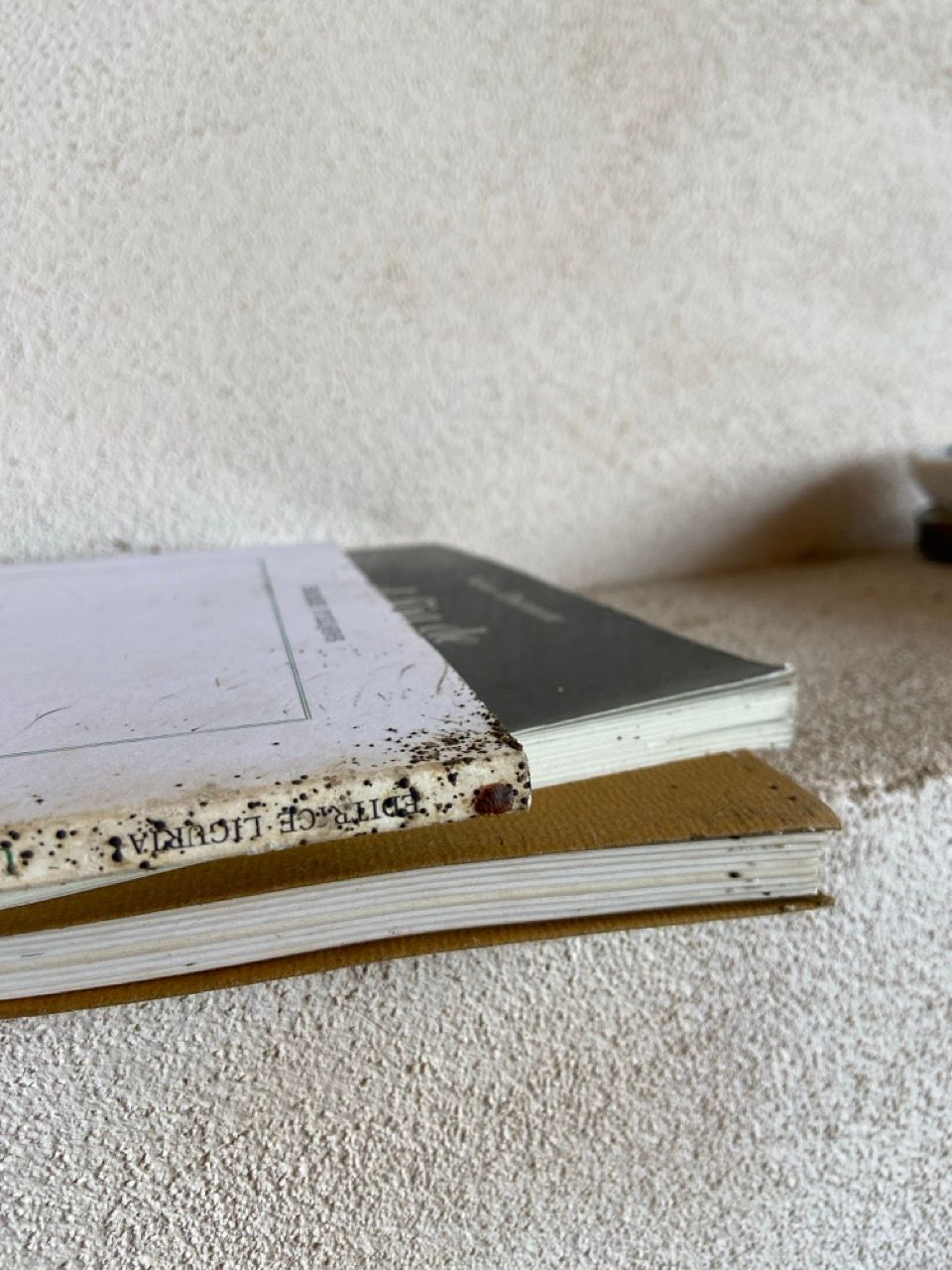 infestazione cimici dei letti