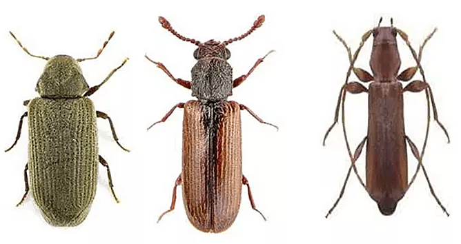 infestazione tarli del legno