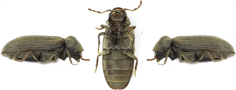 infestazione tarli del legno