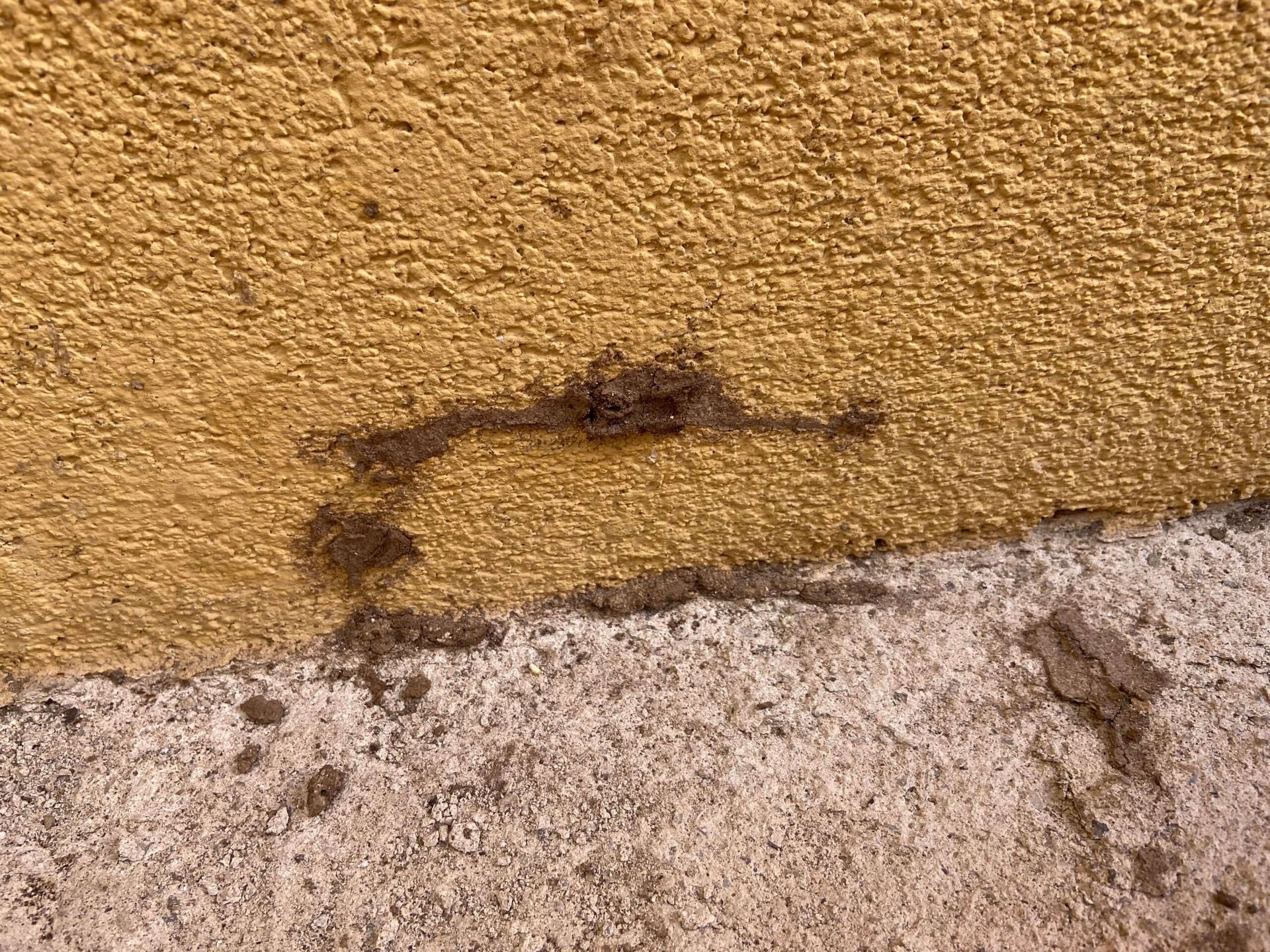 disinfestazione delle termiti