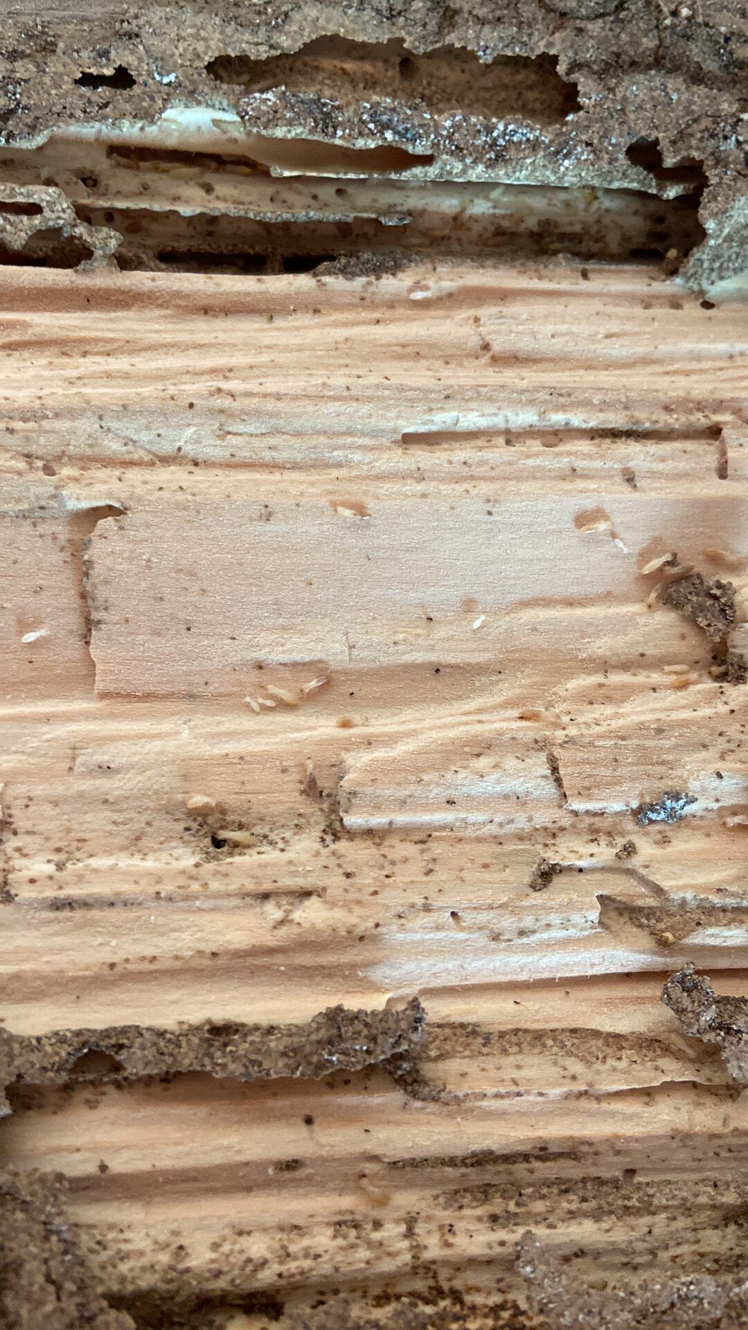 disinfestazione delle termiti