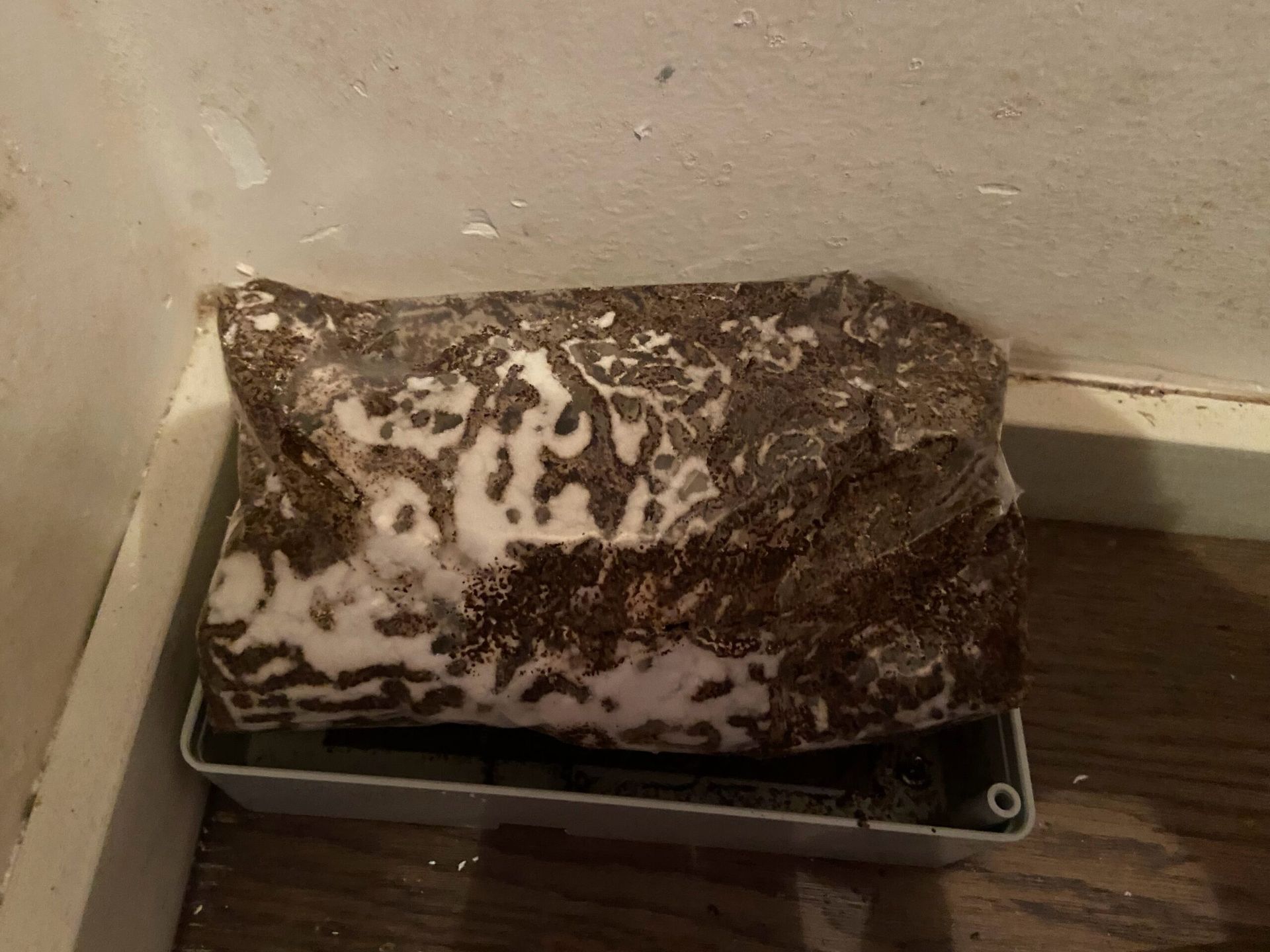 disinfestazione delle termiti