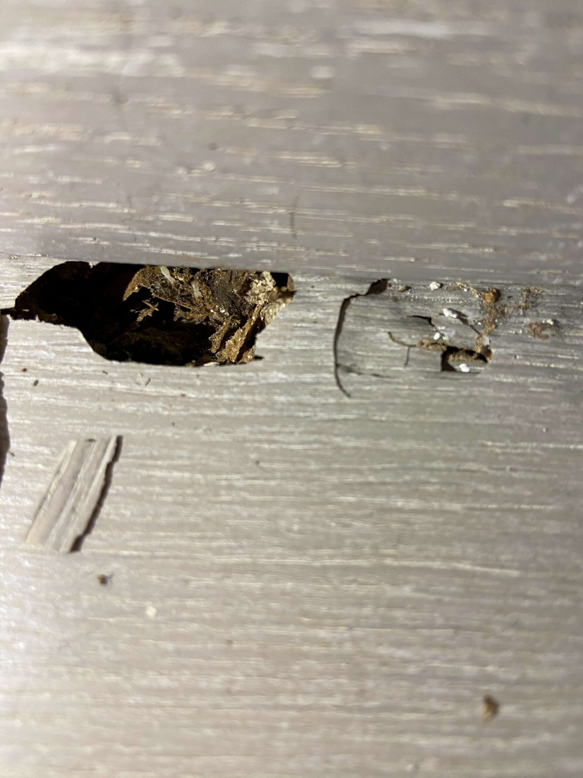 disinfestazione delle termiti