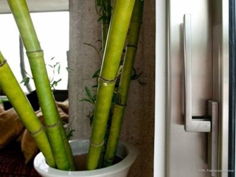 Una pianta di bambù in un vaso bianco accanto a una finestra