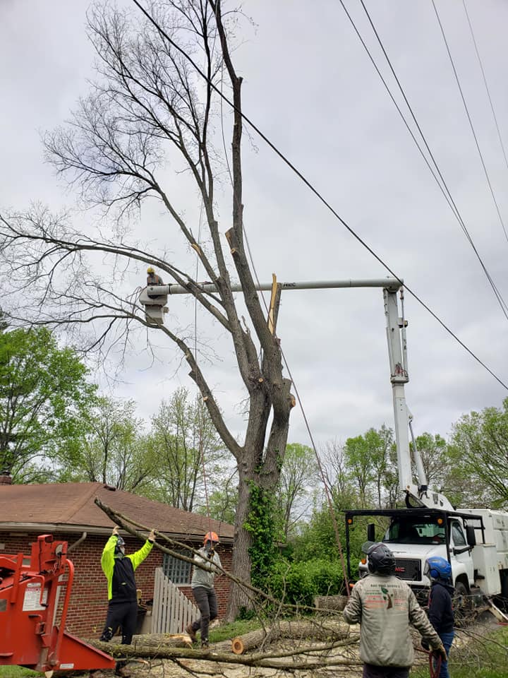 Men Cleaning Tree Branches — Middletown, OH — B & G Tree Service